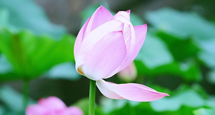 莲花的象征意义与内涵