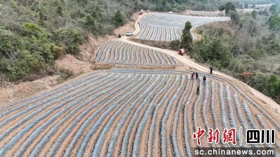 梓潼：早春播种管护忙 5万亩中药材助农增收
