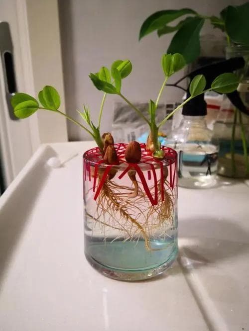 花生芽,营养又健康,水培生产技术