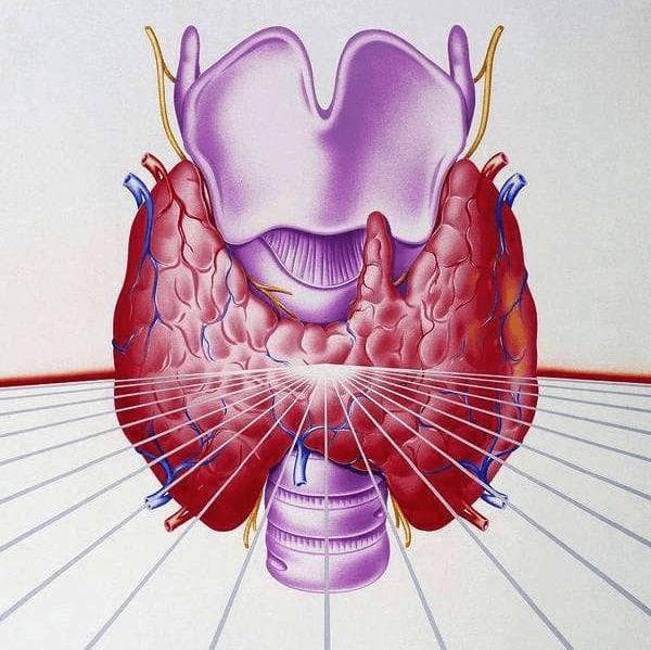优甲乐（Euthyrox）说明书介绍