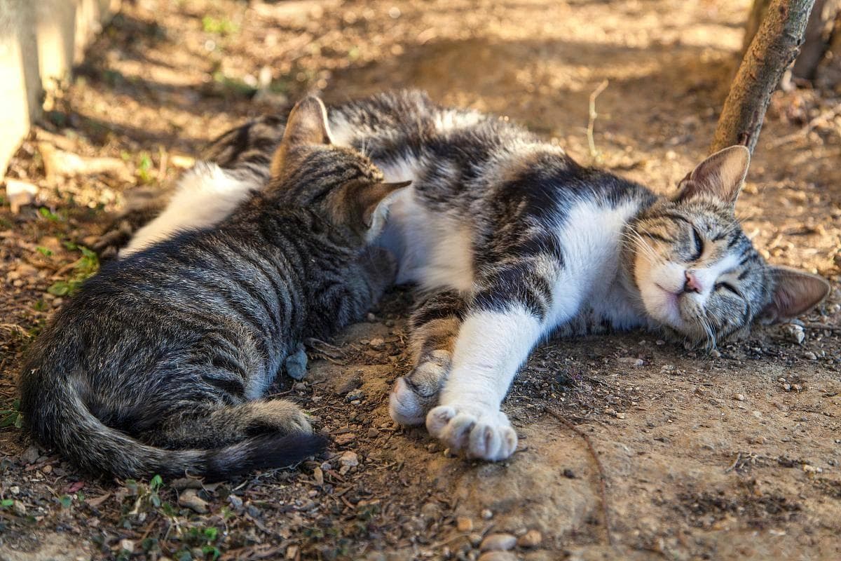 虎斑和起司区别？虎斑猫与起司猫：不只是外貌的区别