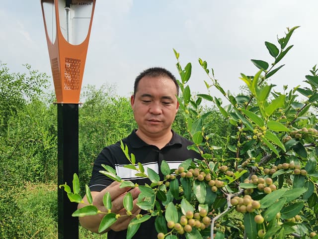 河南宝丰：种下酸枣树 叩响“致富门”