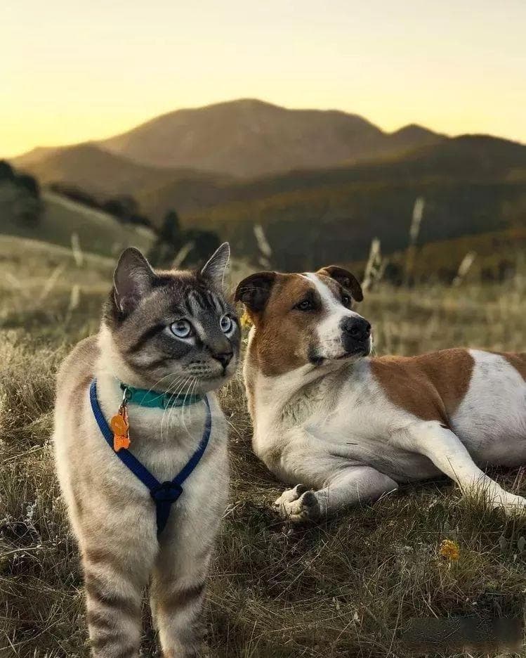 从独立到依赖：探究猫咪性格多样性及其影响因素