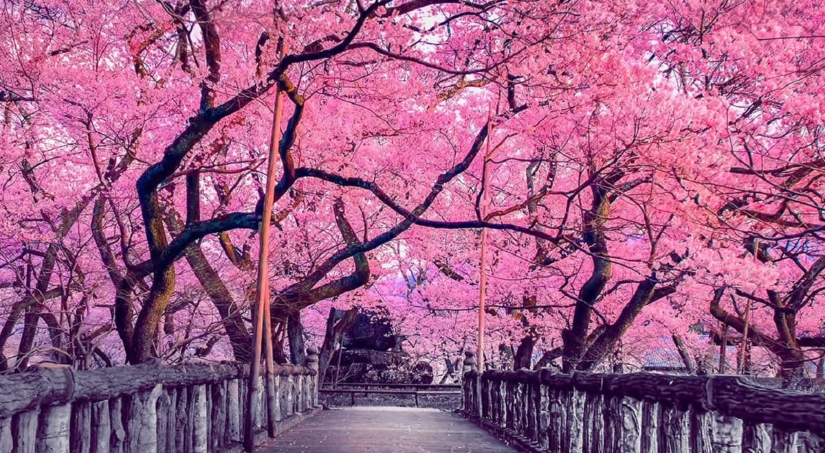探索樱花树的美丽及其特殊护理