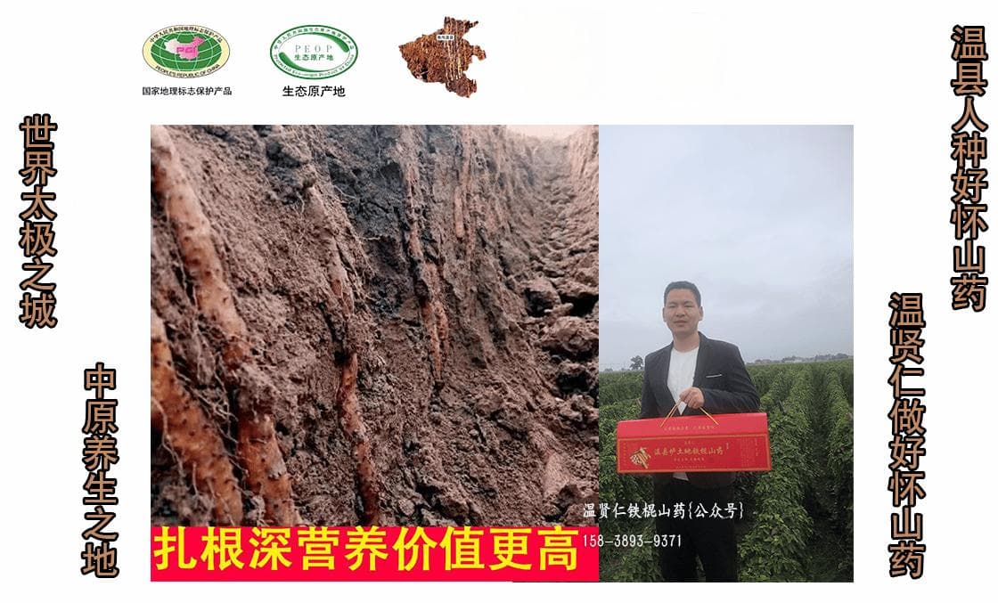 山药药食同源，健脾养胃怀山药功效与作用及营养价值，产地温县直发