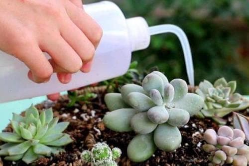 多肉植物浇水与换盆完全指南