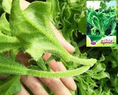 冰菜种植全攻略（最佳种植时间、育苗技巧、管理方法一网打尽）
