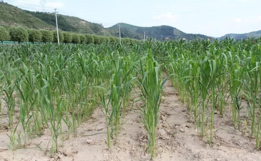 适宜机械化生产的优质抗除草剂谷子新品种“延谷14号”育成