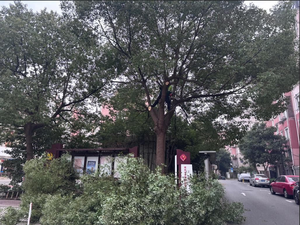 修剪树木，打造宜居小区环境