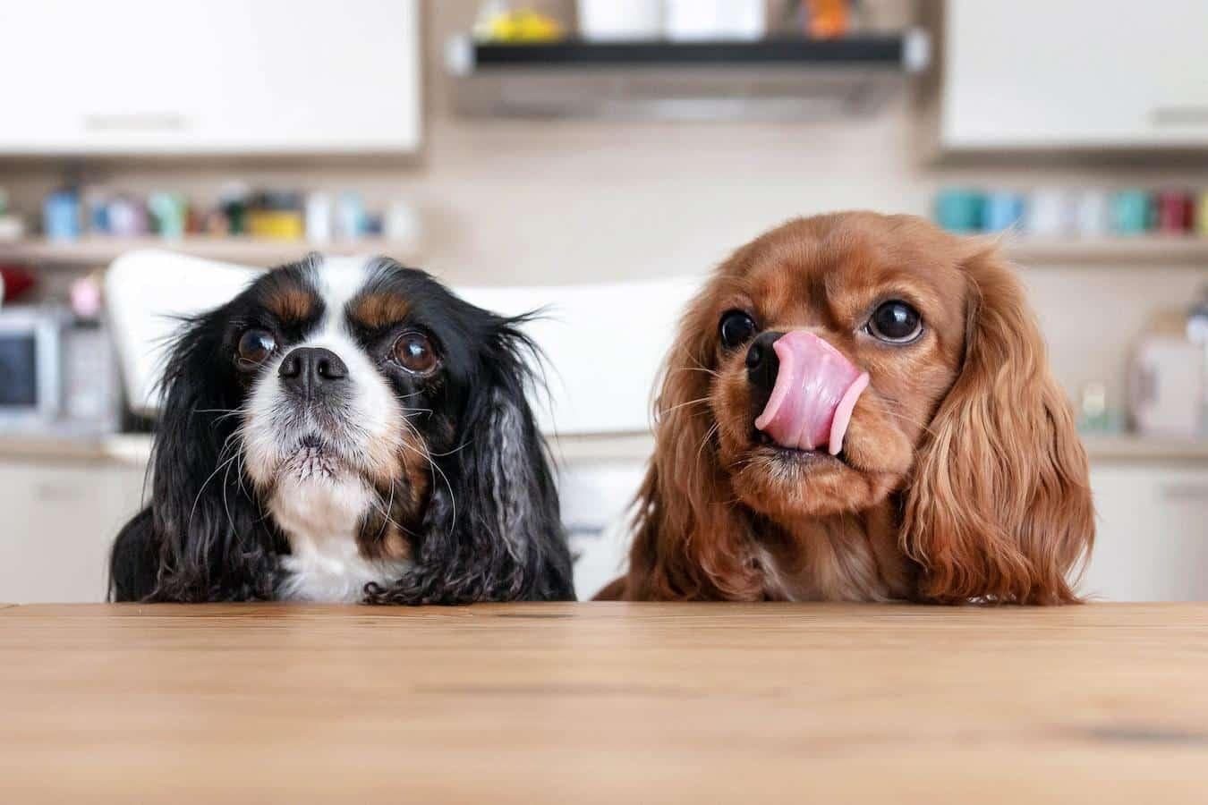 狗狗挑食怎么办？原因分析与解决方案