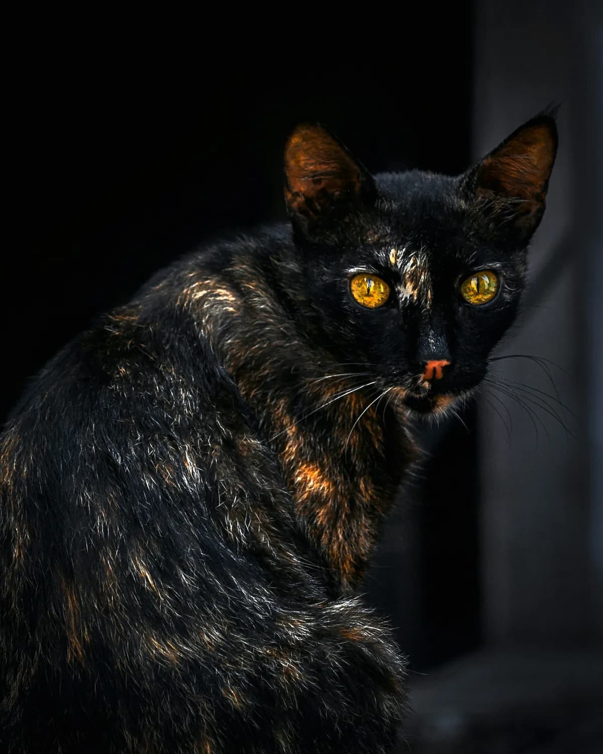 揭秘玳瑁猫和三花猫：从遗传密码到文化象征