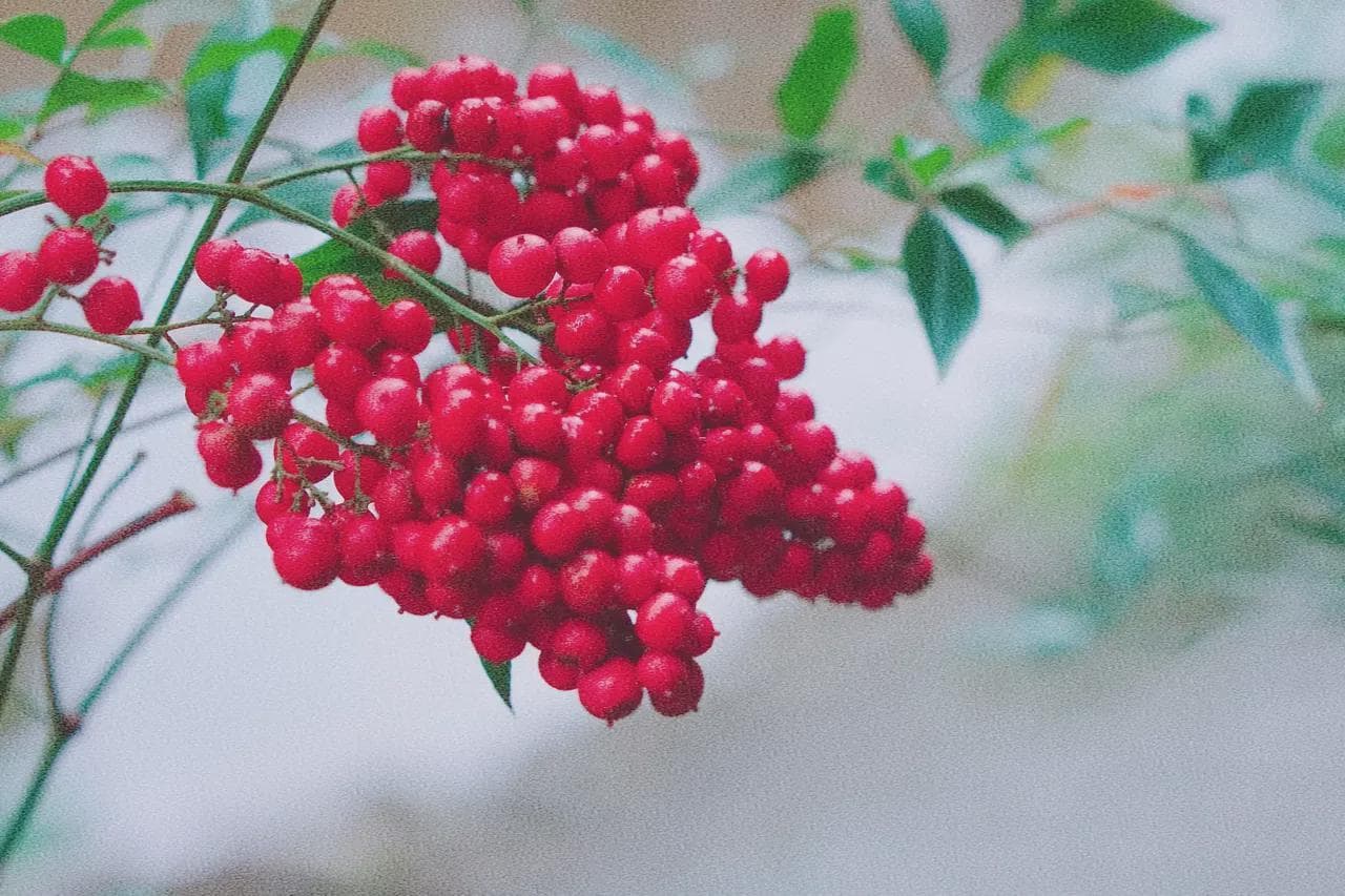 王维的诗《相思》借咏红豆寄托思念 竟然把相思之情写得如此美好