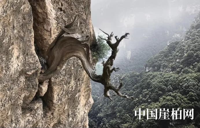为什么太行崖柏最受人们追捧？