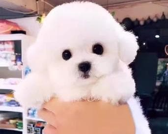 纯种比熊犬的特征与魅力（深入了解纯种比熊犬的独特特征和迷人之处）
