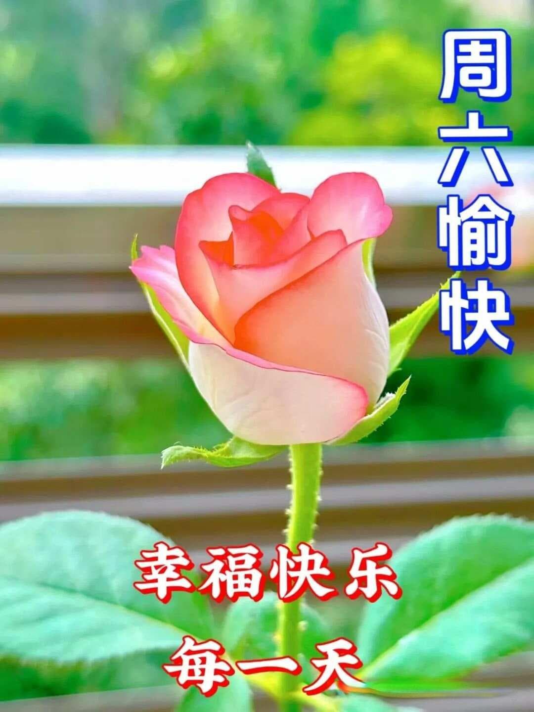 人体肝脏：功能强大的生命化工厂