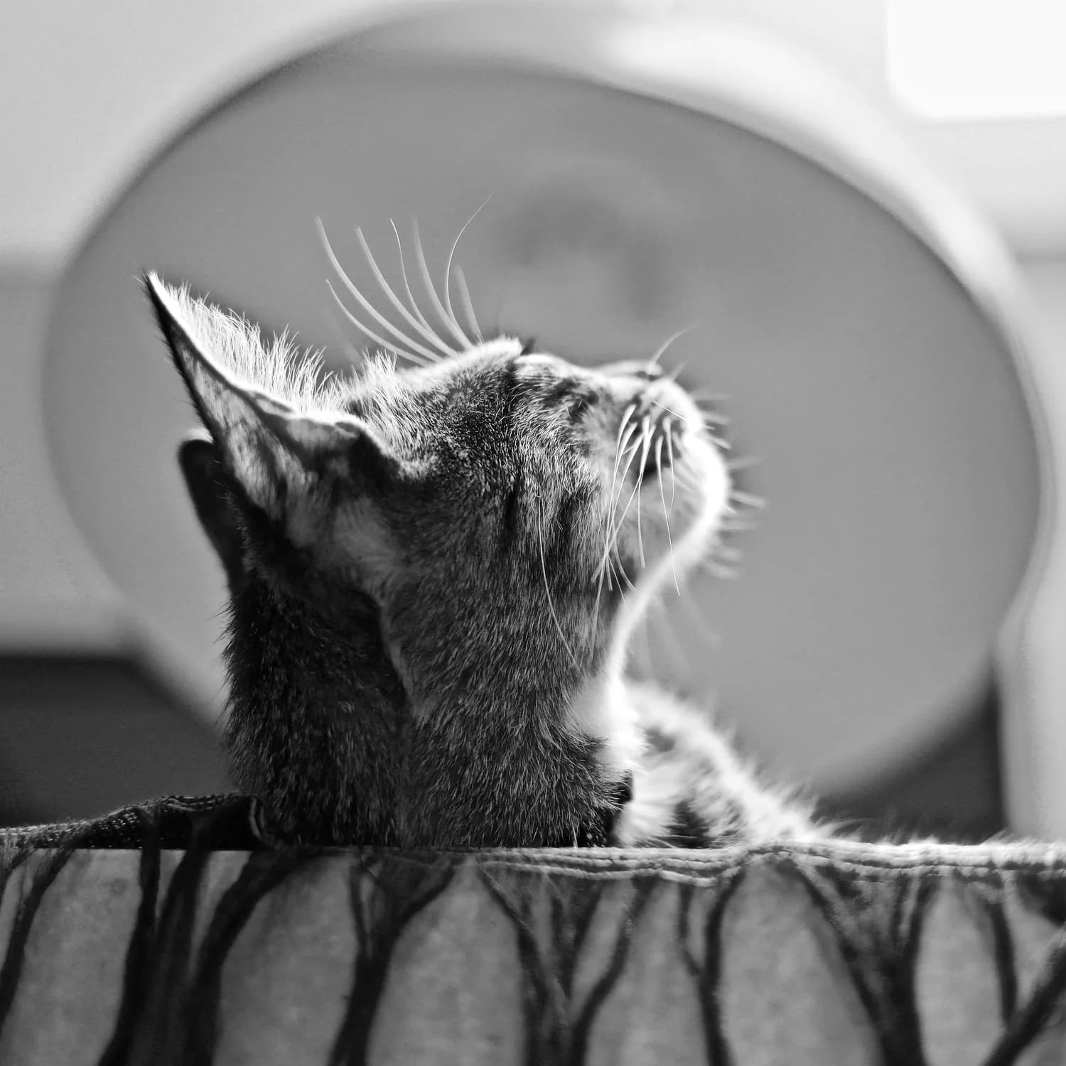 猫咪千万不能碰巧克力！