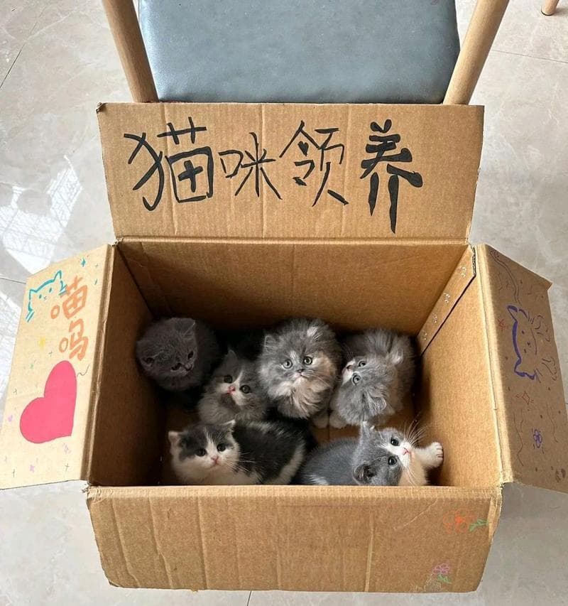 如何判断猫咪是否发烧了？（猫咪体温正常范围及判断发烧的方法）