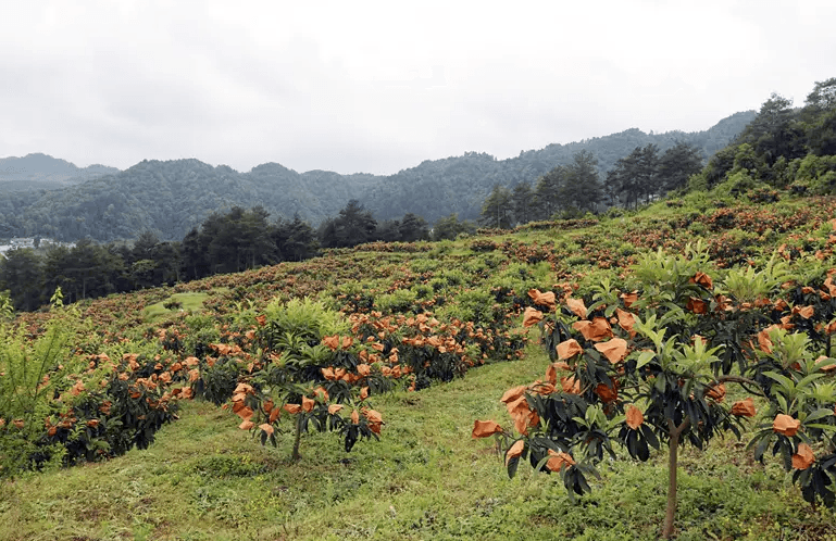 枇杷适合在什么地方种植 枇杷的种植环境及其选择