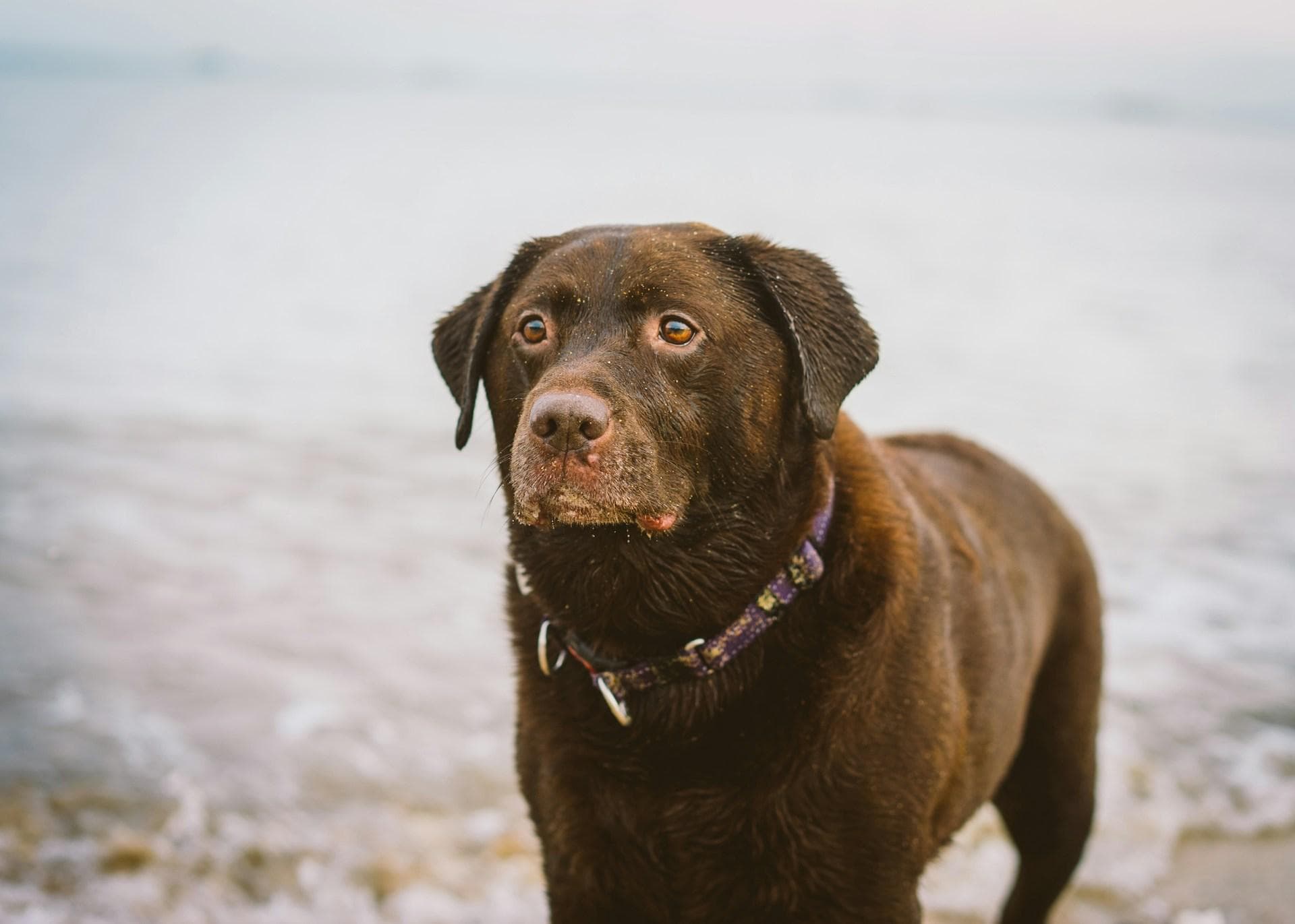 拉布拉多犬能在公寓里养吗