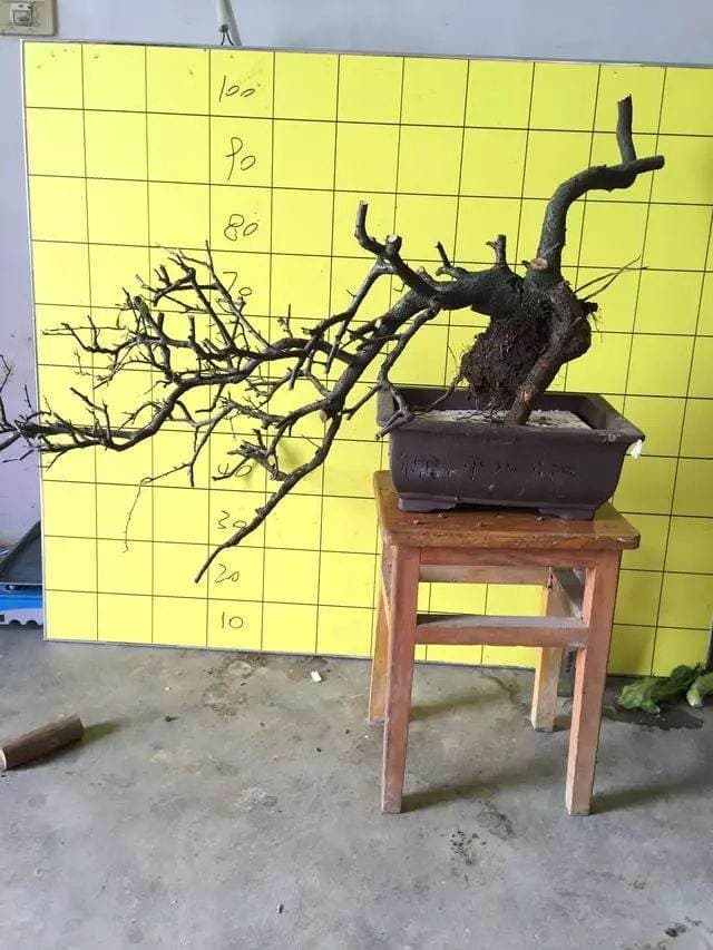 冬季下山桩怎么安全越冬？4个实用养护方法详解