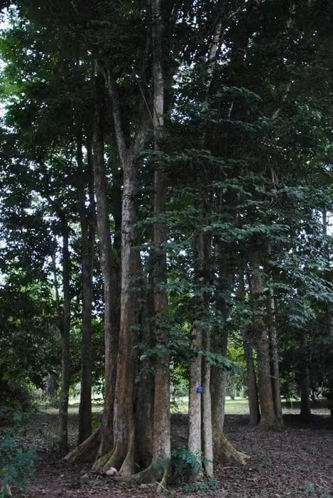 紫檀木鉴定最简单方法