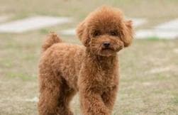 宠物泰迪老化症状解析（如何辨认泰迪老化？老年犬护理要点详解）