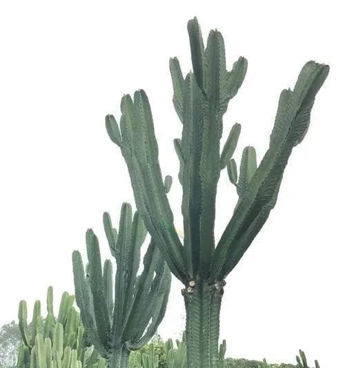 探究仙人掌的分类与生长特点（是草还是树）