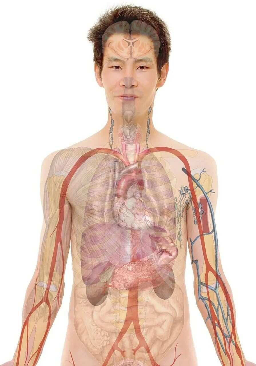 思维导图 | 中医视角的人体构造