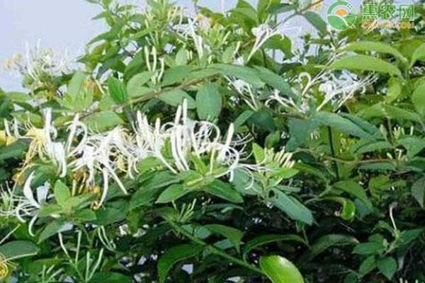 金银花种植方法和管理技巧