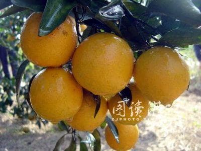 廉江十大特产