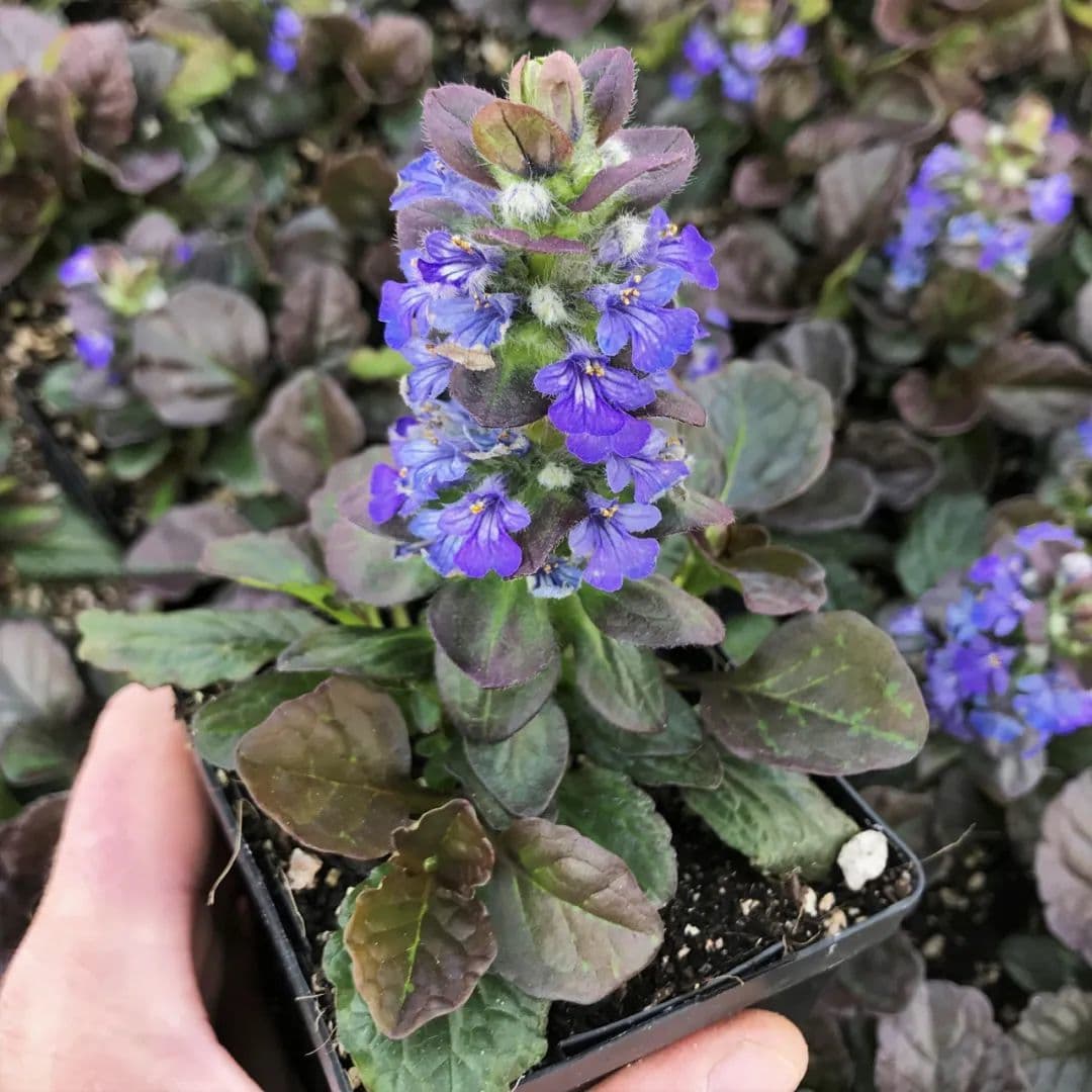 7种好看耐养的庭院植物，还能养成盆栽，适合园艺新手