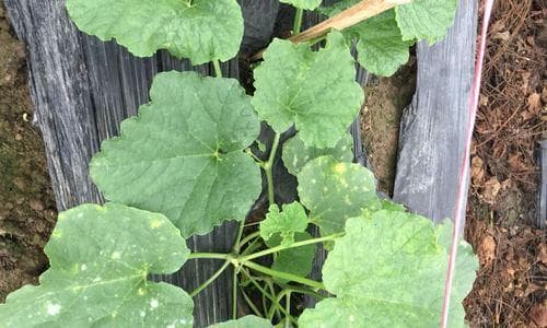 香瓜病虫害的综合防治技术（从栽培管理到生物防治）