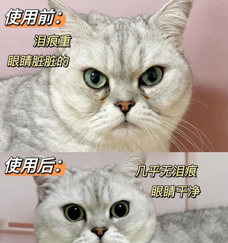 猫咪眼屎多的原因及处理方法全解析