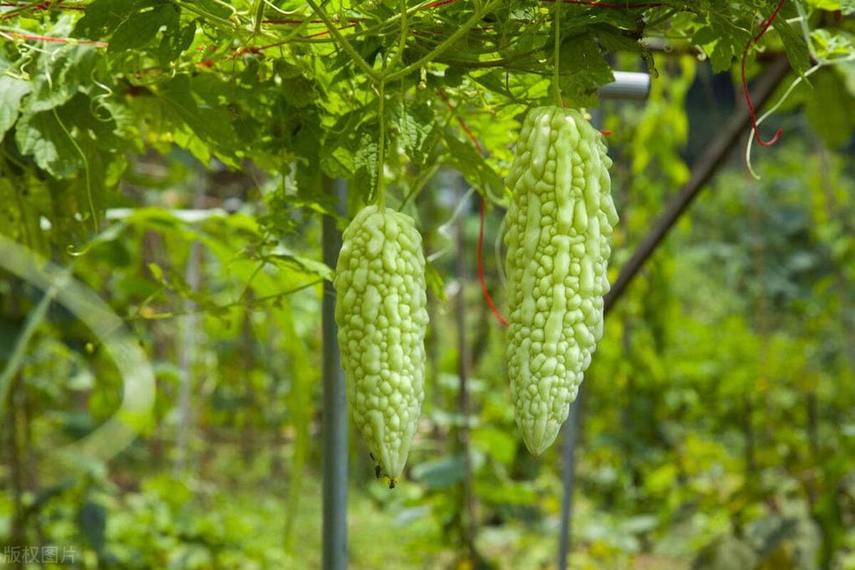苦瓜又苦又涩？牢记4招，让你轻松挑选出爽口香脆的苦瓜，涨知识