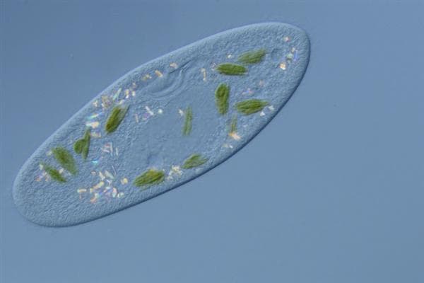 草履虫的简介：一种单细胞雌雄同体的生物