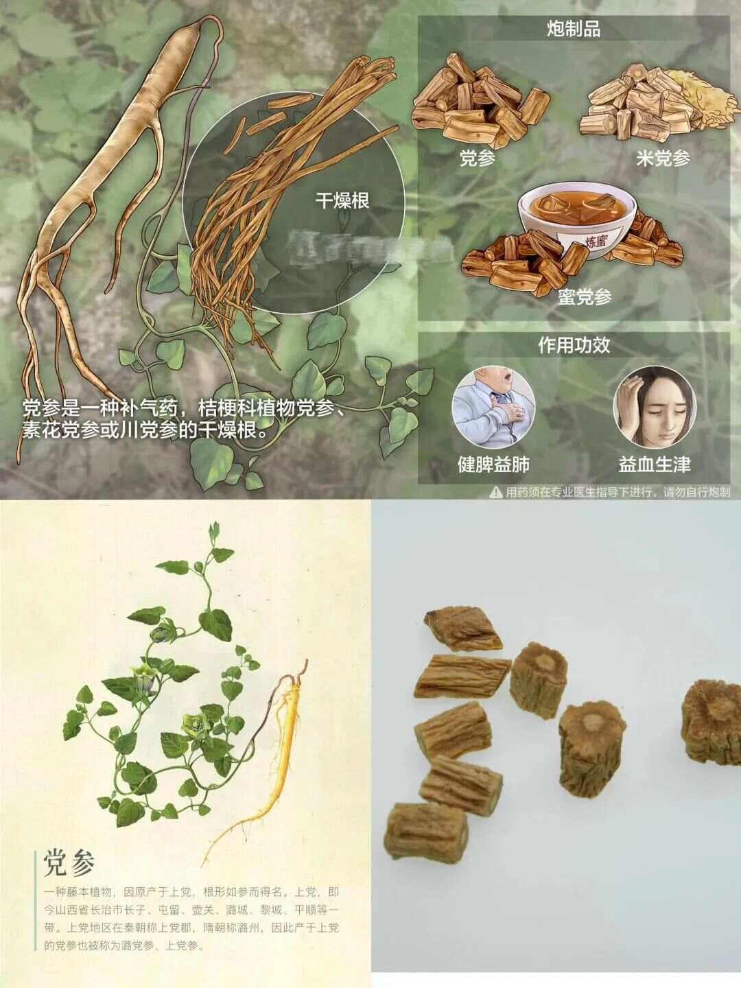 每天认识一味中草药-党参