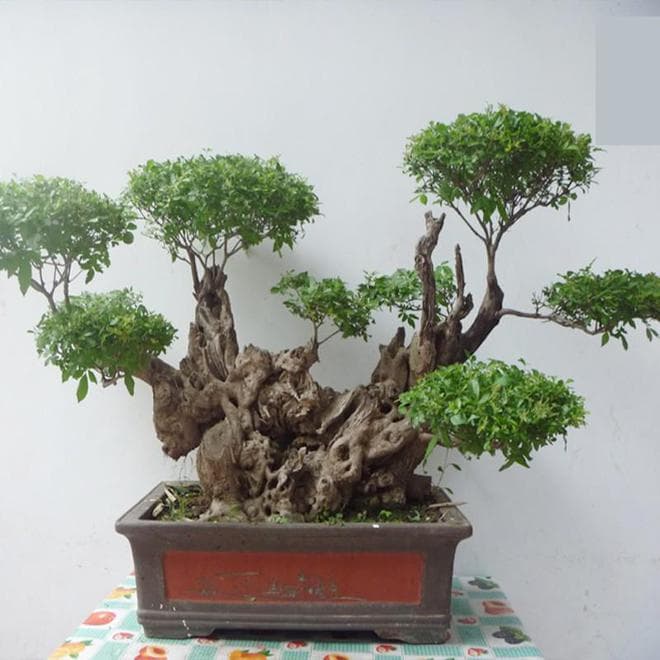 黄荆盆景的养殖方法和注意事项
