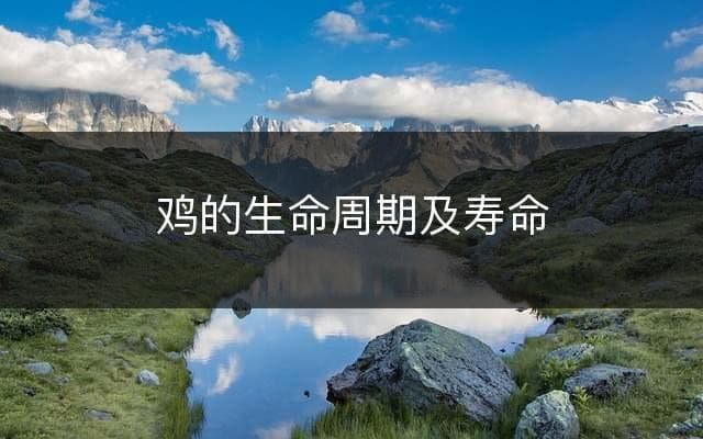 鸡的生命周期及寿命