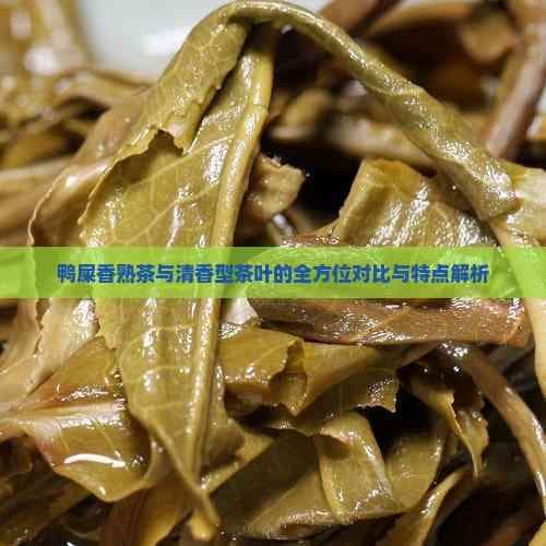 鸭屎香熟茶与清香型茶叶的全方位对比与特点解析