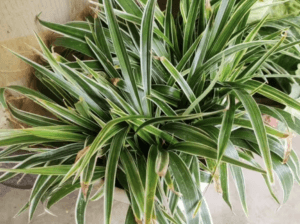 三种流行的室内植物“讨厌”自来水，因为自来水可能对它们的健康“有害”