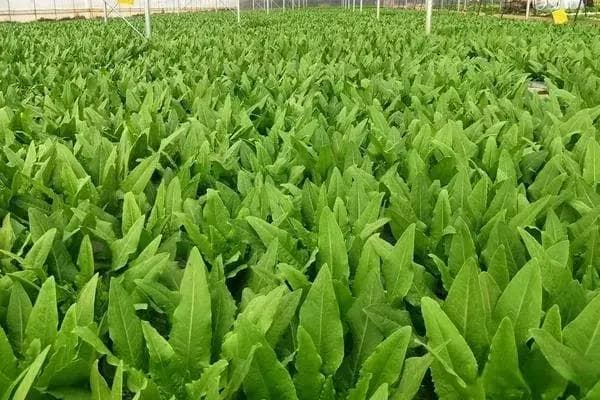 中秋前后，种菜好时机：推荐这9种蔬菜，时间选对，事半功倍