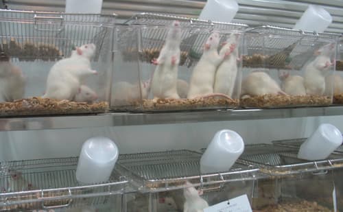 转基因小鼠的饲养管理规范