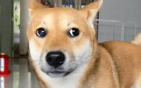 给狗狗买项圈一定要慎重，它极有可能勒死爱犬