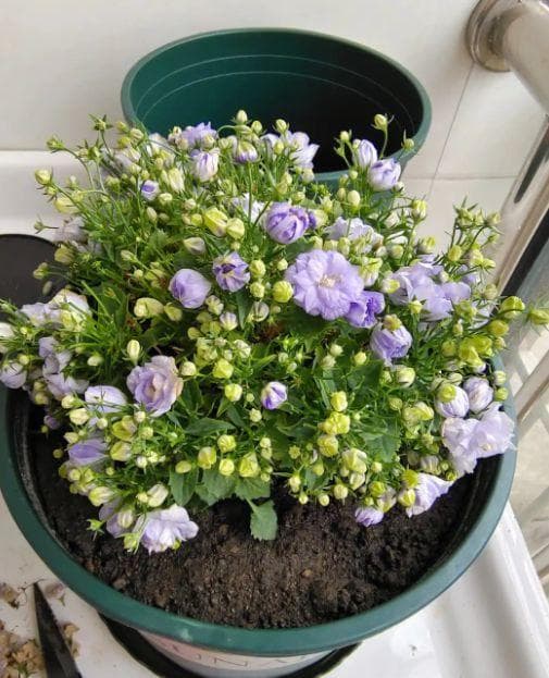 紫风铃花养护指南：土壤、光照与浇水全攻略