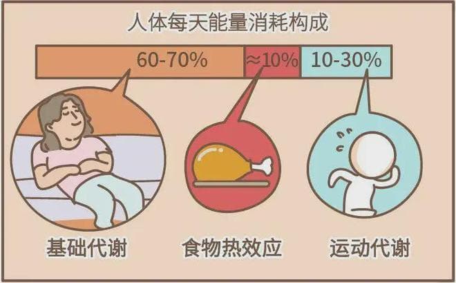 减肥新视角：从提高基础代谢率出发