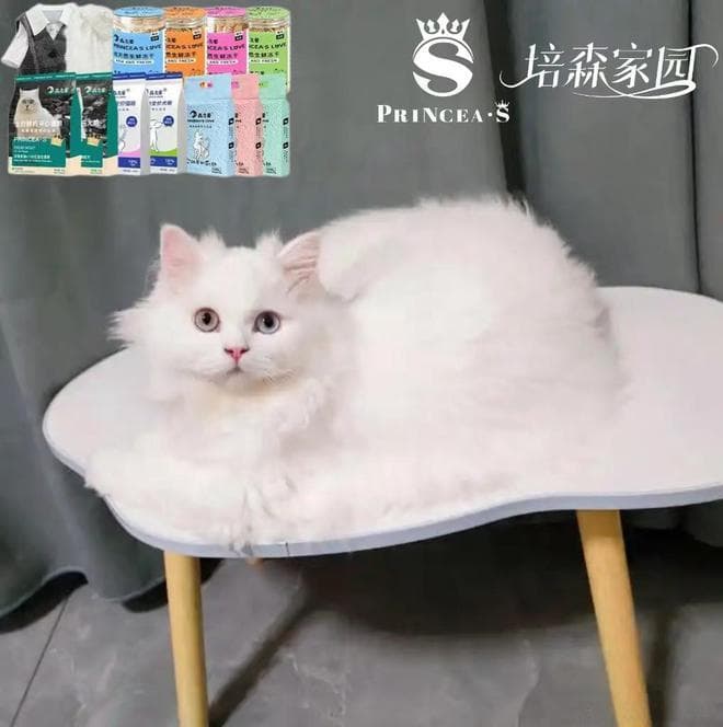 猫咪眼睛颜色冷知识~