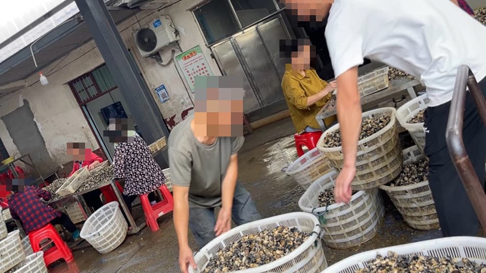 暗访福寿螺产业链：食用争议和隐忧，监管现空白