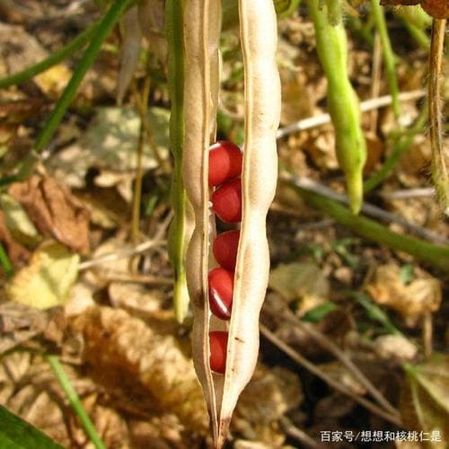 什么时候种红豆？最佳红豆种植时间：让你收获满满！