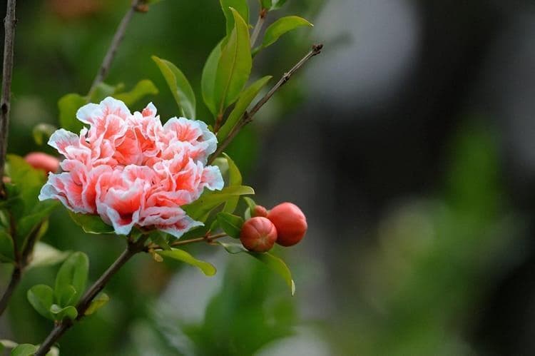 石榴花的魅力：象征、美丽与烹饪之乐