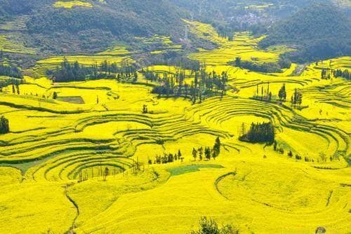 云南多地油菜花开引客来